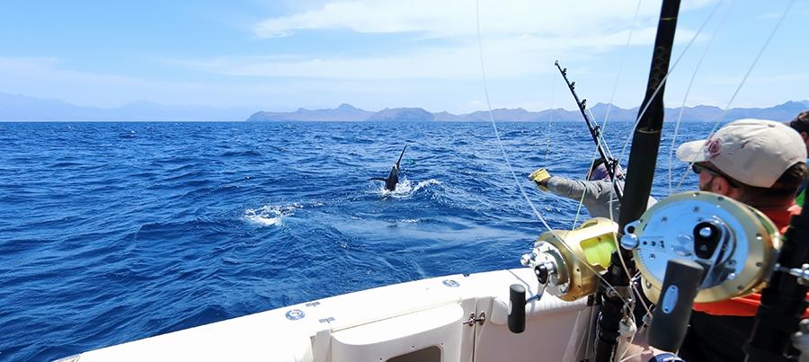 Pêche en eaux bleues